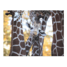 Giraffes at Tama Zoo, Tama Zoo, Tokyo Post Card