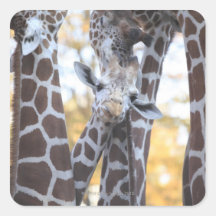 Giraffes at Tama Zoo, Tama Zoo, Tokyo Square Sticker
