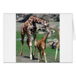 Giraffes Greeting Card