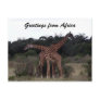giraffes cross greetings postcard