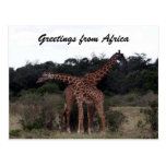 giraffes cross greetings postcard