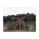 giraffes crossed necks postcards