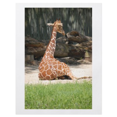 Giraffes Flyers by Incatneato