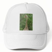 Giraffes Hat