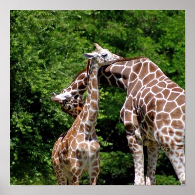 Giraffes Hugging Print by mmorgan23
