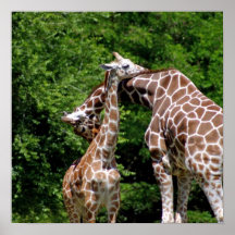 Giraffes Hugging Print