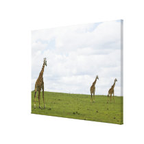 Giraffes in Kenya, Africa 2 Canvas Print