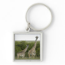 Giraffes in Kenya, Africa 2 Key Chains