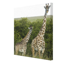 Giraffes in Kenya, Africa Stretched Canvas Print
