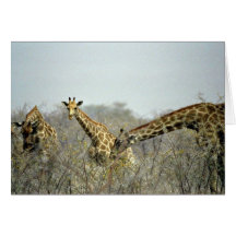 Giraffes in the bushes greeting cards