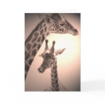 giraffes, mother and child cards