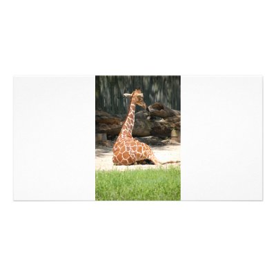 Giraffes Picture Card by Incatneato