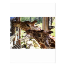 Giraffes Post Cards