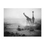 Giraffes Postcard
