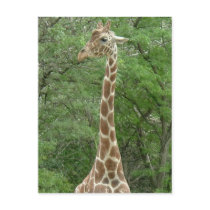 Giraffes Post Card