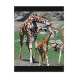 Giraffes postcards