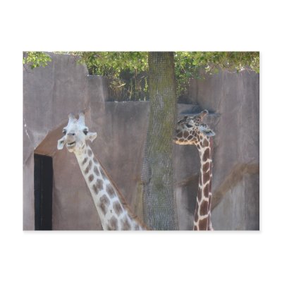 Giraffes Postcard by jdowdell
