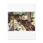 Giraffes Post Cards