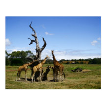 Giraffes Postcard