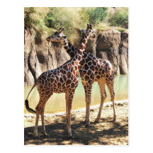 Giraffes Postcard