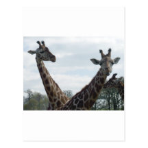 Giraffes Postcards