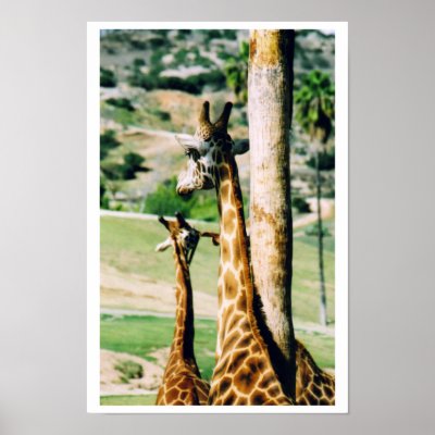 Giraffes Print by christellewiggins