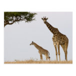 Giraffes Postkarte