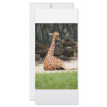 Giraffes Personalized Rack Card