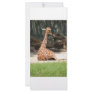 Giraffes Personalized Rack Card