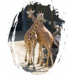 giraffes t-shirts