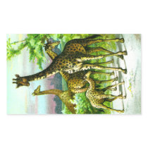 Giraffes with Calf Vintage Illustration Rectangular Sticker