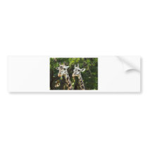 Giraffes X 2 Bumper Stickers