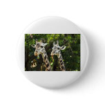 Giraffes X 2 Pinback Button