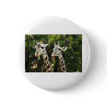 Giraffes X 2 Pinback Button