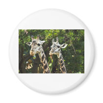 Giraffes X 2 Fridge Magnet