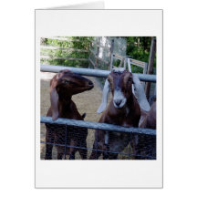 Girl Talk Greeting Cards