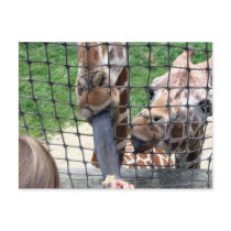 girraffe post cards