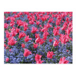 Gisement de fleur rose et pourpre cartes postales