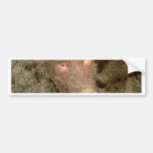 Give us a kiss bumper sticker