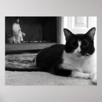Gizmo: Domestic Short Hair Cat