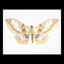 GlassWing Butterfly invitations