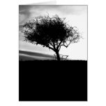 Glastonbury Hawthorn. Tree. Black and White. Greeting Card