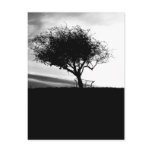 Glastonbury Hawthorn. Tree. Black and White. Post Cards