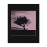 Glastonbury Hawthorn. Tree on Hill. Pink, Black. Flyer