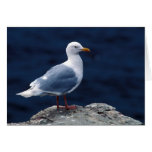 Glaucous Gull Cards
