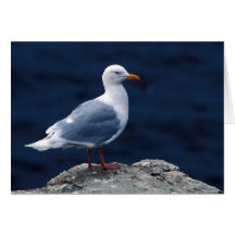 Glaucous Gull Cards
