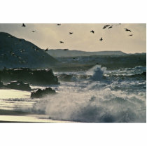 Glaucous-winged gulls at Cape Sarichef. Alaska Cut Out