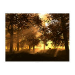 Nature Posters