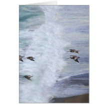 Gliding Over Beach Greeting Cards