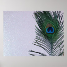 Glittery White Peacock Feather Still Life Print